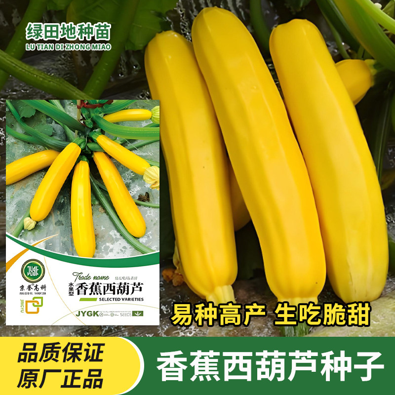 香蕉西葫芦种子四季高产抗病家庭园艺农家小菜园特色瓜果蔬菜种子