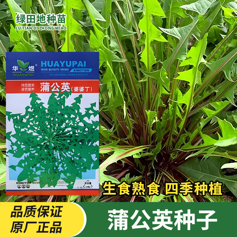 华煜蒲公英种子婆婆丁