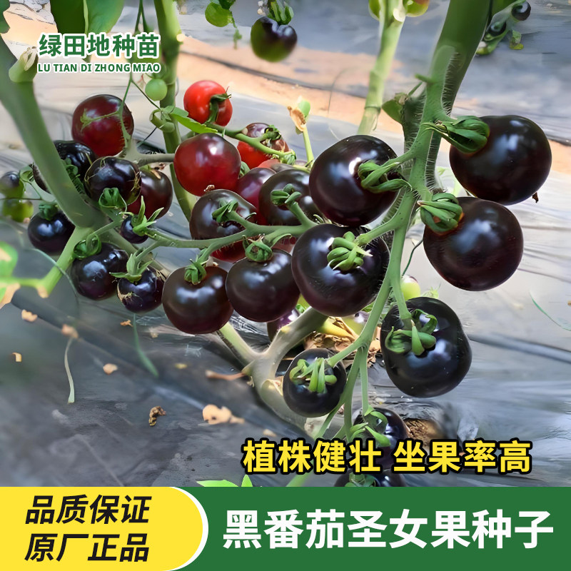 黑钻石黑小番茄种子家庭盆栽田园非转基因西红柿种子水果蔬菜种子