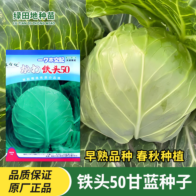 铁头50甘蓝种子蔬菜种子