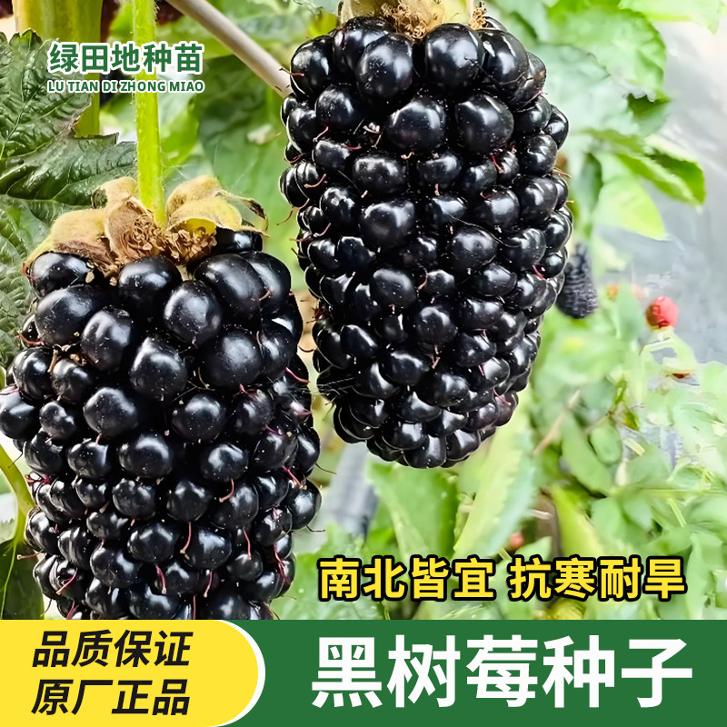 黑树莓种子黑莓阳台盆栽