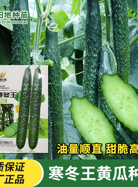 寒冬王黄瓜种子耐寒绿瓤长黄瓜种籽直筒9号密刺大田高熟蔬菜种子
