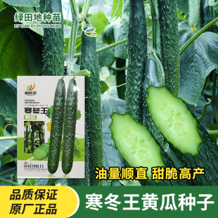 寒冬王黄瓜种子耐寒绿瓤长黄瓜种籽直筒9号密刺大田高熟蔬菜种子