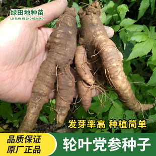 党参种子轮叶党参种籽东北沙参羊奶参四叶参山胡萝卜特色药食种子