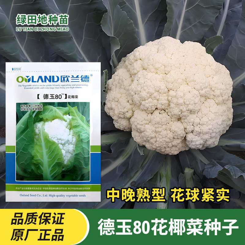 德玉80花椰菜种子松花菜