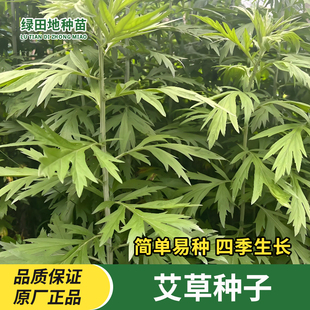 野生艾草种子驱蚊草艾叶种籽大小叶艾蒿青蒿四季易种庭院蔬菜种子
