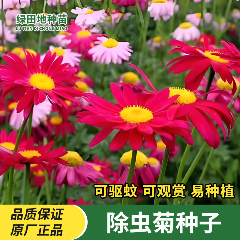 除虫菊驱虫菊种子花卉种子