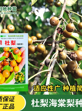 杜梨种子海棠梨糖梨子