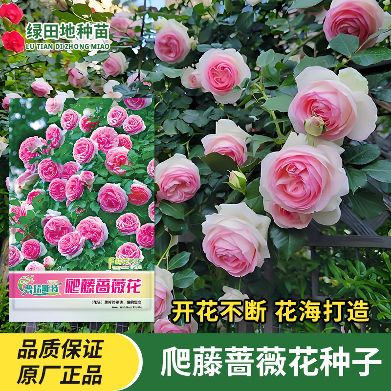四季爬藤蔷薇花种子月季