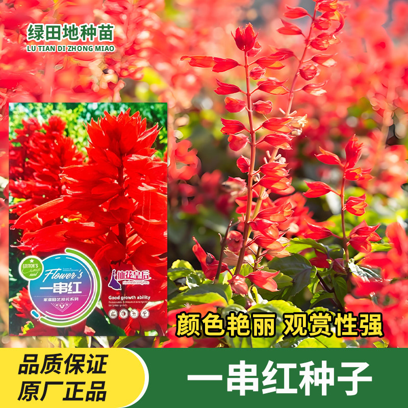 一串红种子串串红花卉种籽
