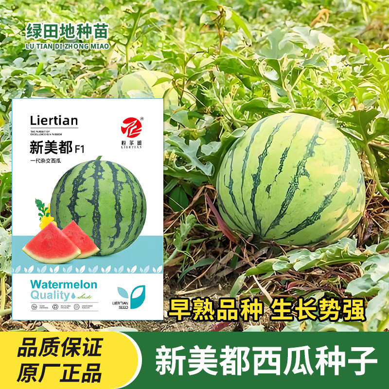 新美都西瓜种子懒汉麒麟西瓜