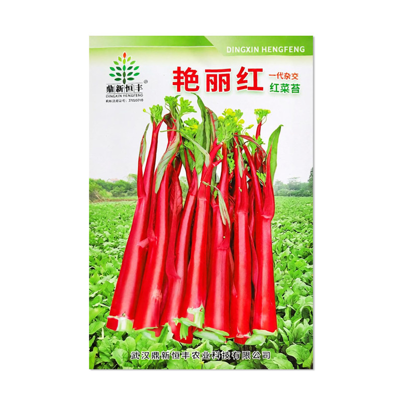 鼎新恒丰艳丽红杂交红菜苔种子