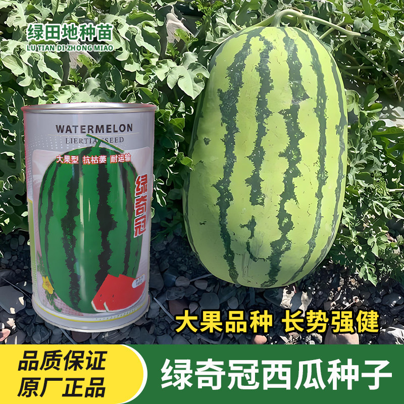 绿奇冠西瓜种子田园水果种籽