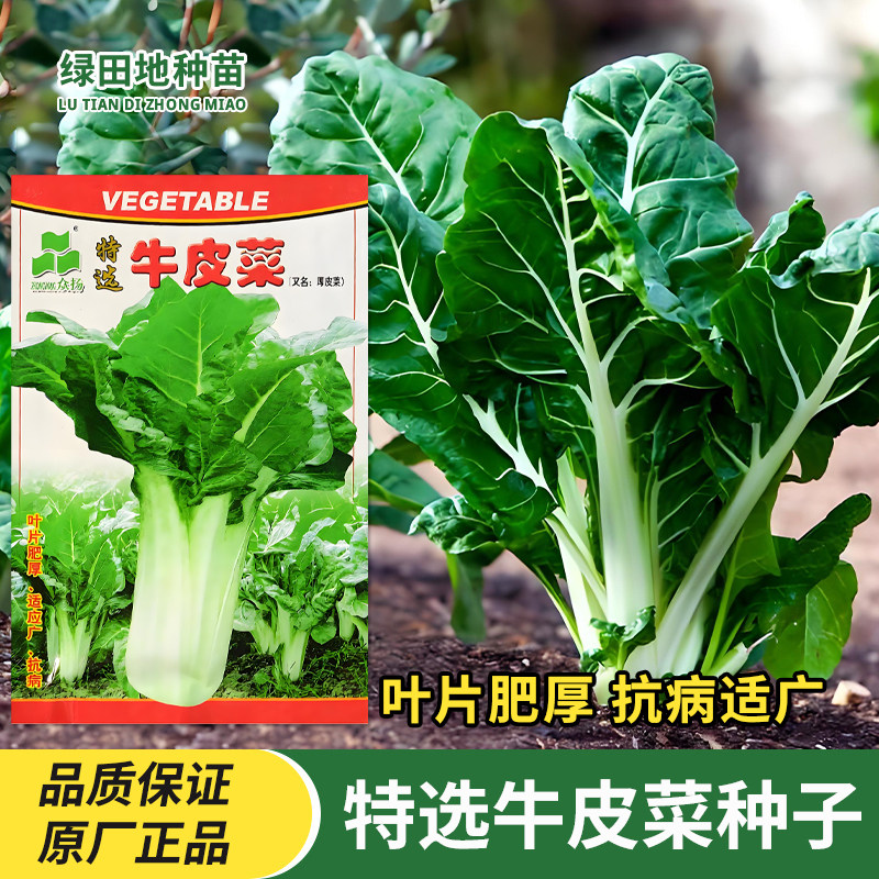 众杨特选牛皮菜种子厚皮菜