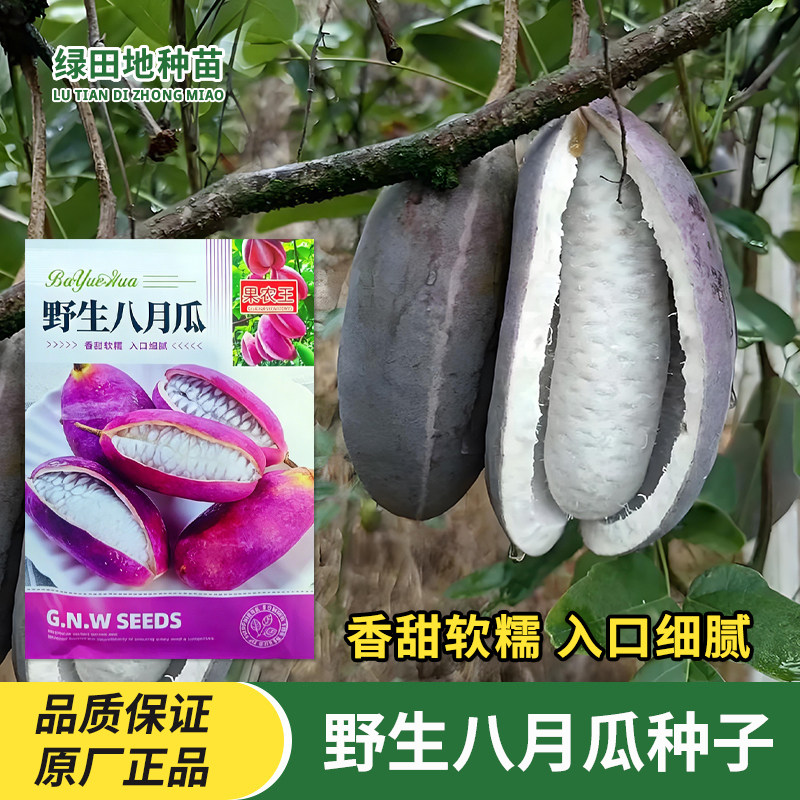 野生八月瓜种子紫果八月蚱八月炸腰果种子爬藤庭院果园水果种子籽