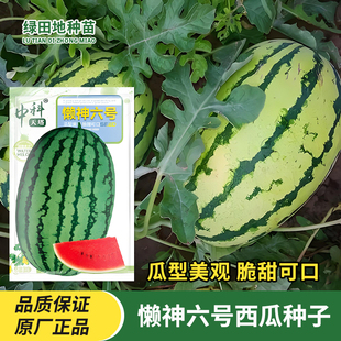 懒神六号西瓜种子红瓤花皮大果西瓜籽高产高糖抗重茬四季水果种子