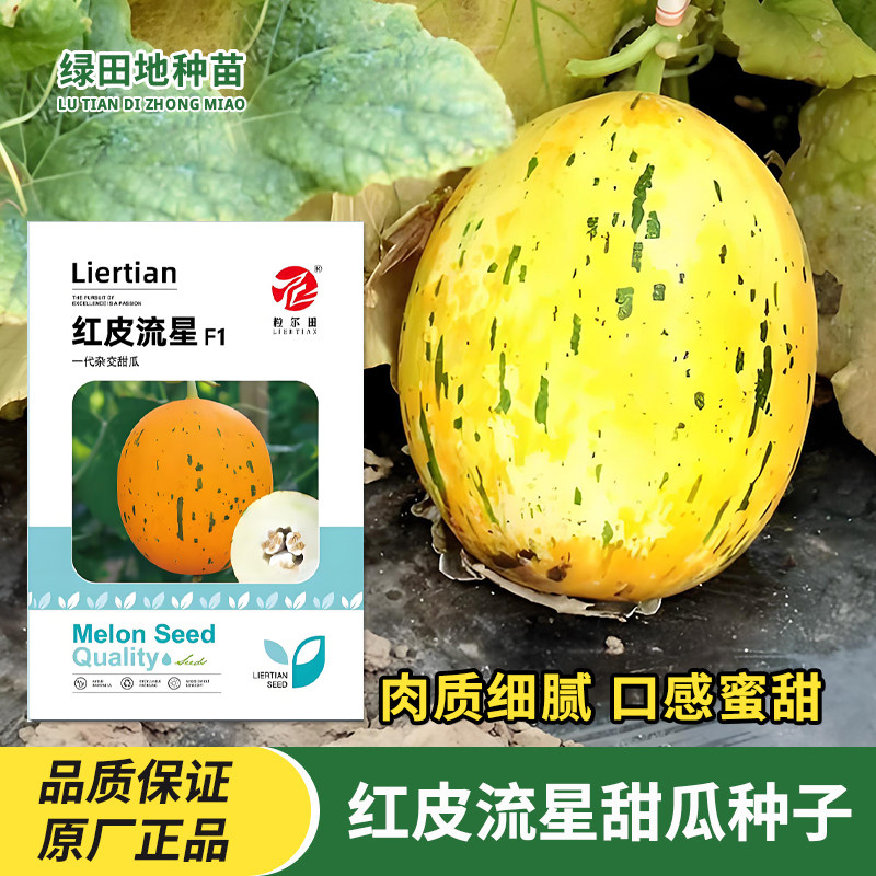 红皮流星甜瓜种子红玉流量蜜