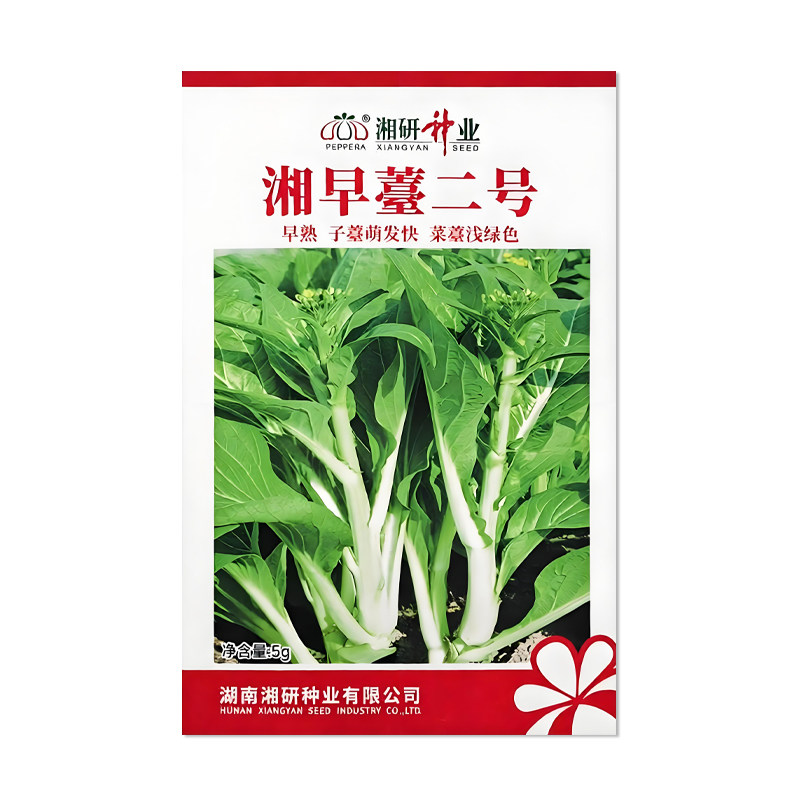 湘研湘早薹二号白菜苔种子