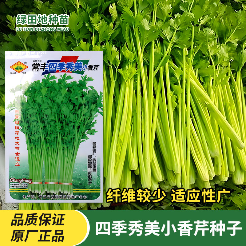 常丰四季秀美小香芹种子