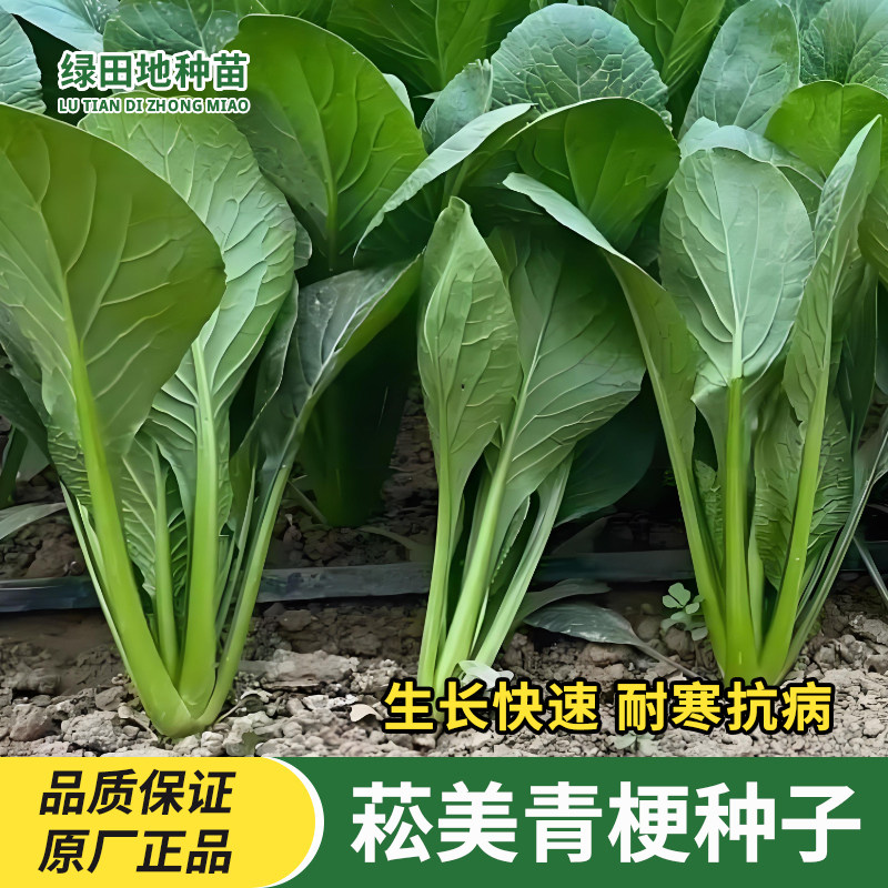 菘美青梗菜种子蔬菜种子