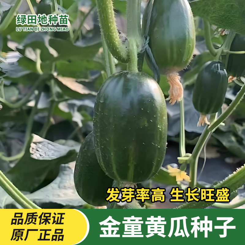 金童黄瓜种子玉女水果黄瓜无刺黄瓜种籽春季秋季家庭四季蔬菜种子