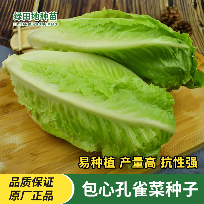 包心孔雀菜种子速生菜