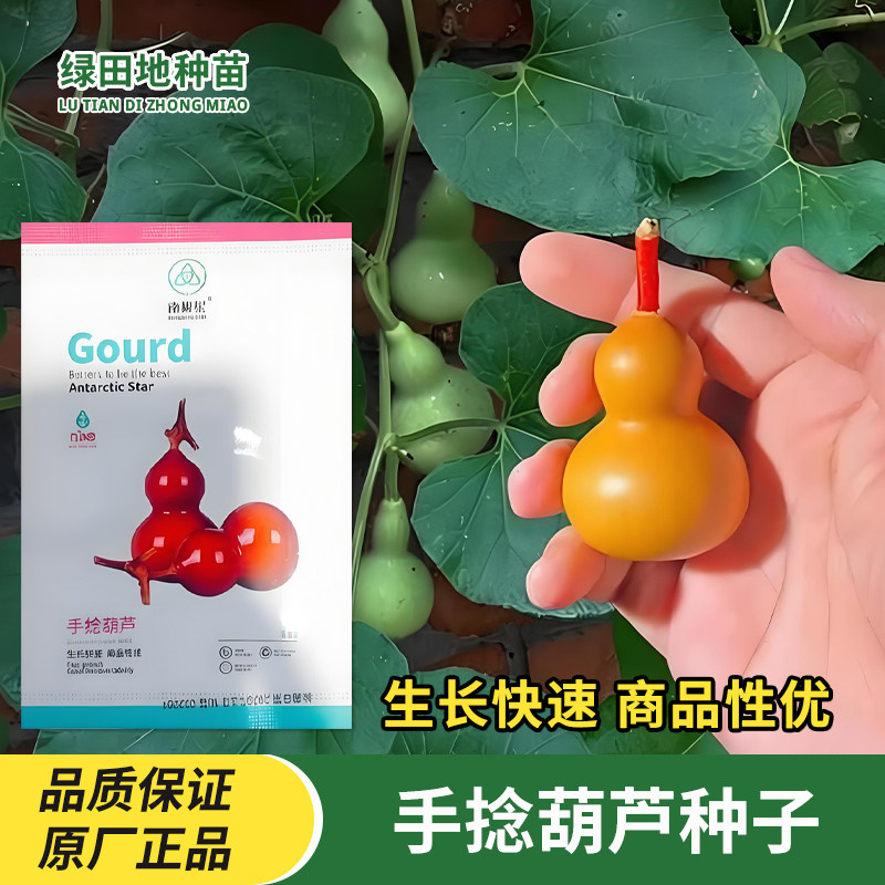 手捻葫芦种子文玩金色盆栽小葫芦