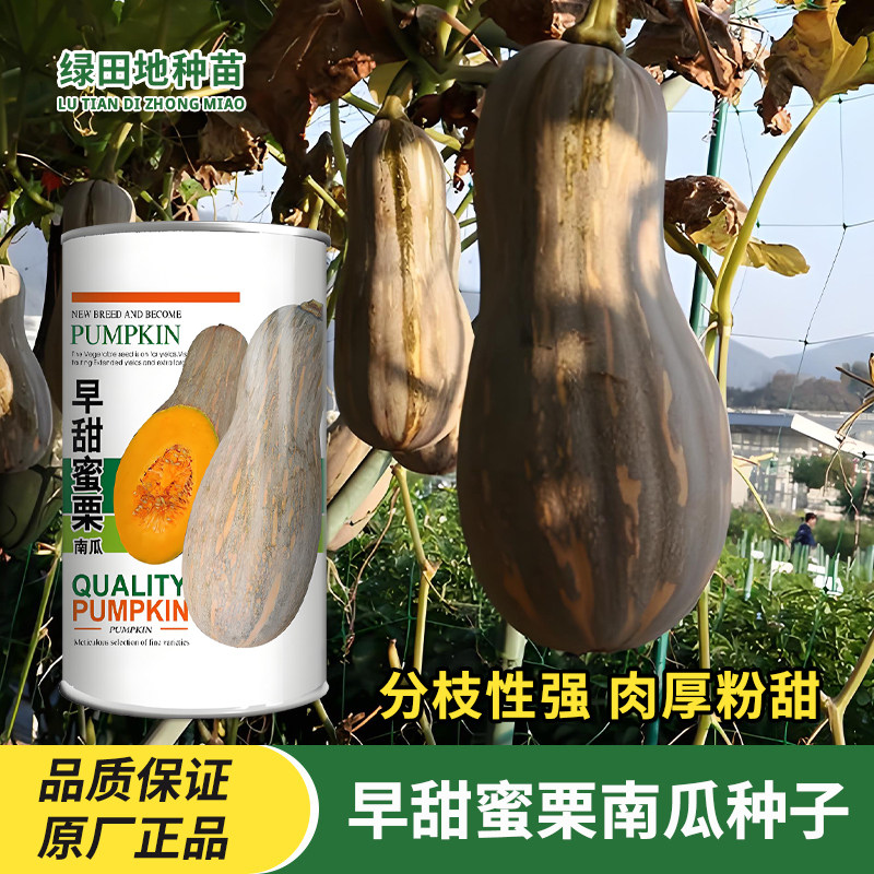 早甜蜜栗南瓜种子蜜本南瓜