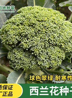 西兰花菜种子有机松花菜种籽花椰菜高产绿色春季秋季四季蔬菜种子