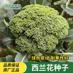 西兰花菜种子有机松花菜种籽花椰菜高产绿色春季秋季四季蔬菜种子