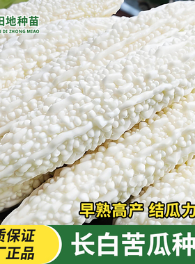 长白苦瓜种子苦瓜种籽四季播种农家田园白色苦瓜庭院蔬菜种子大全