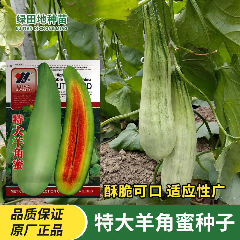 特大羊角蜜甜瓜种子水果种子