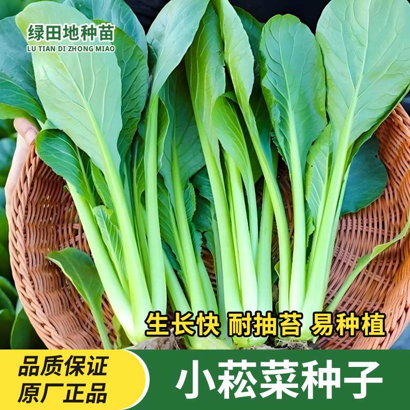 四季小菘菜种子耐寒耐热速生