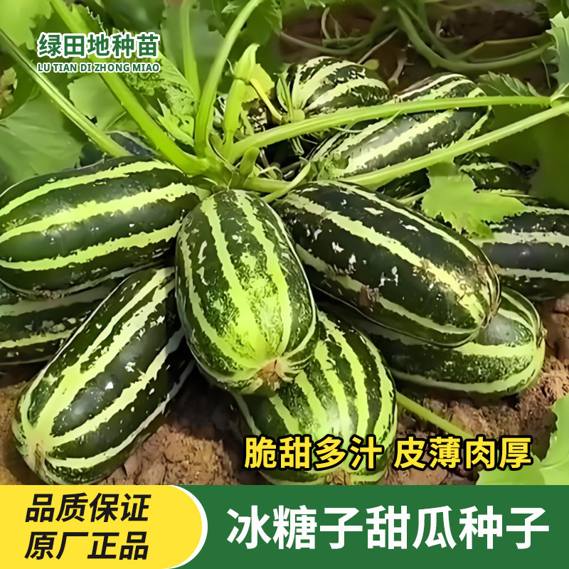 早熟甜瓜种子超甜花皮大香瓜