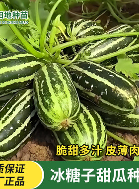 早熟甜瓜种子超甜花皮大香瓜
