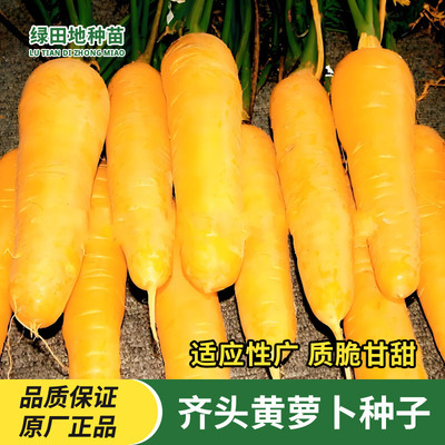 黄胡萝卜种子农家秋四季水果萝卜种籽非转基因田园庭院蔬菜种子孑