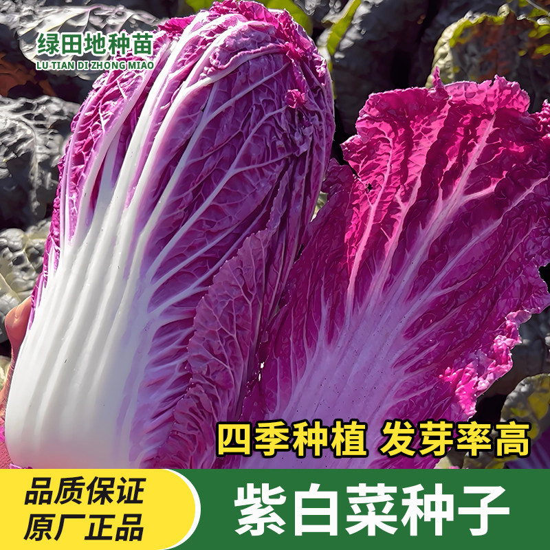 紫白菜种子紫色大白菜种子四季播种高产抗病庭院田地农家蔬菜种子