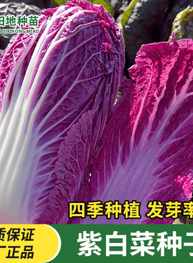 紫白菜种子紫色大白菜种子四季播种高产抗病庭院田地农家蔬菜种子
