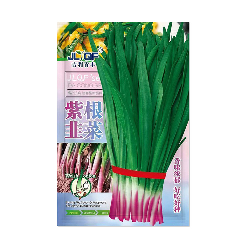 吉利青丰紫根韭菜种子