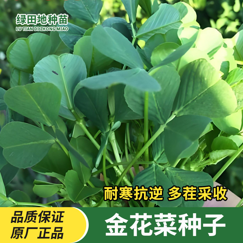 金花菜种子草头菜黄花苜蓿