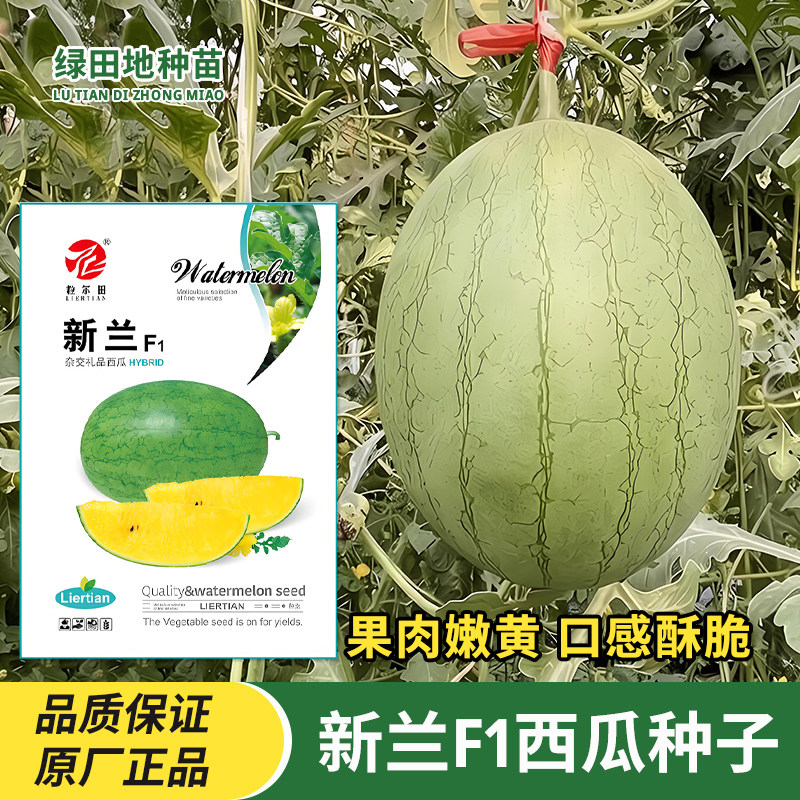 新兰F1礼品西瓜种子小西瓜