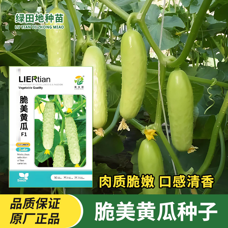 脆美黄瓜种子水果黄瓜