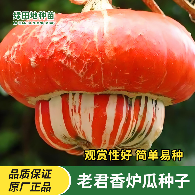老君香炉瓜种子玩具南瓜