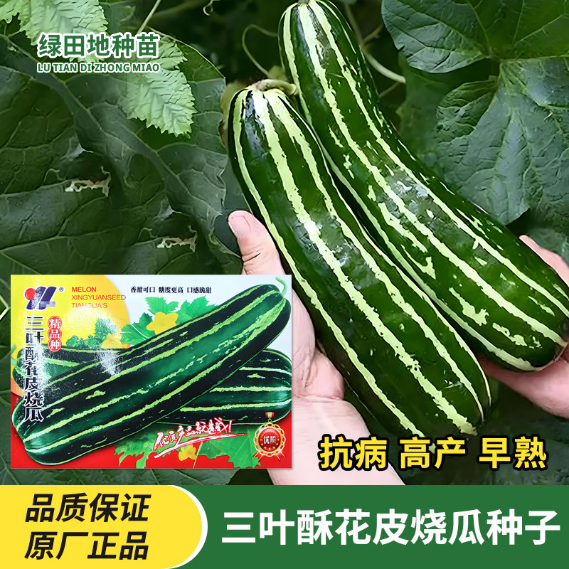 三叶酥花皮烧瓜种子花皮菜瓜