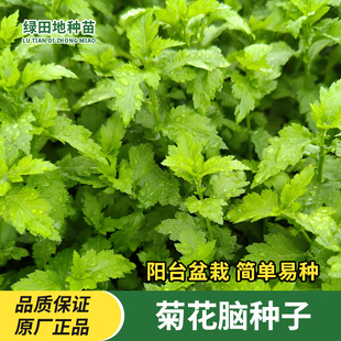 菊花脑种子菊花叶籽菊花菜野菜菊花种籽阳台盆栽小院四季蔬菜种子