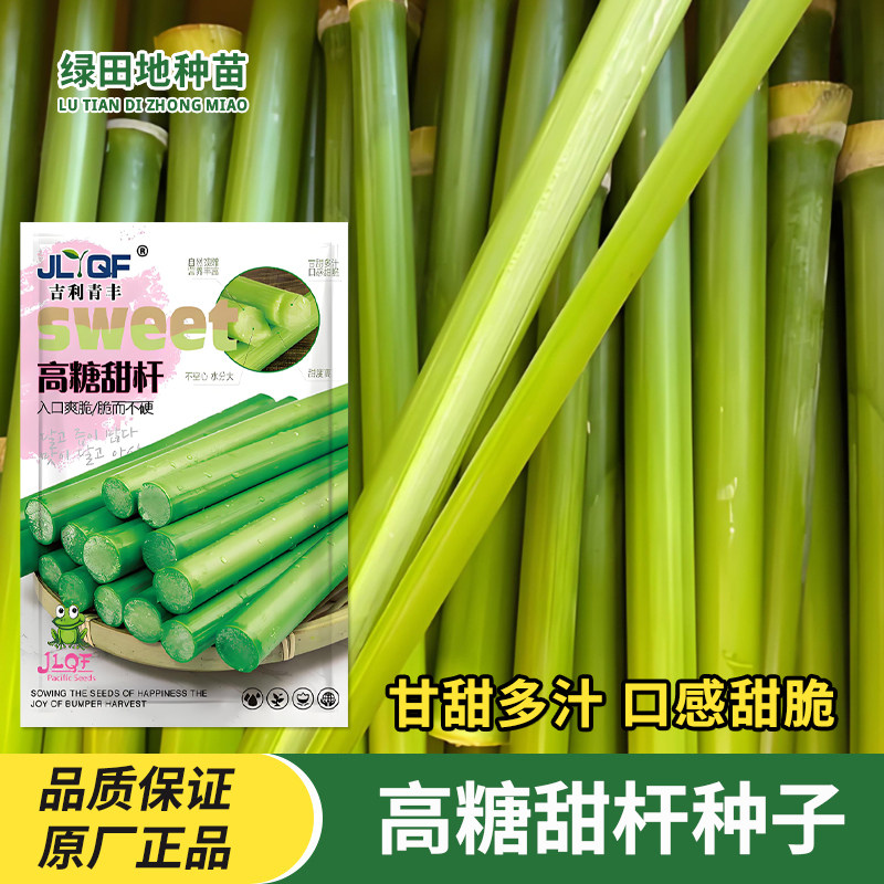 甜高粱杆种子甜杆种子高产甜芦稷四季青皮小甘蔗种籽芦粟高糖薄皮