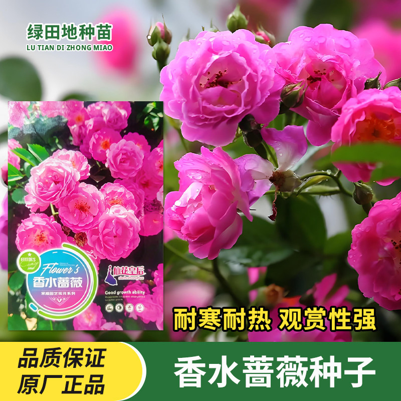香水蔷薇种子花卉种子