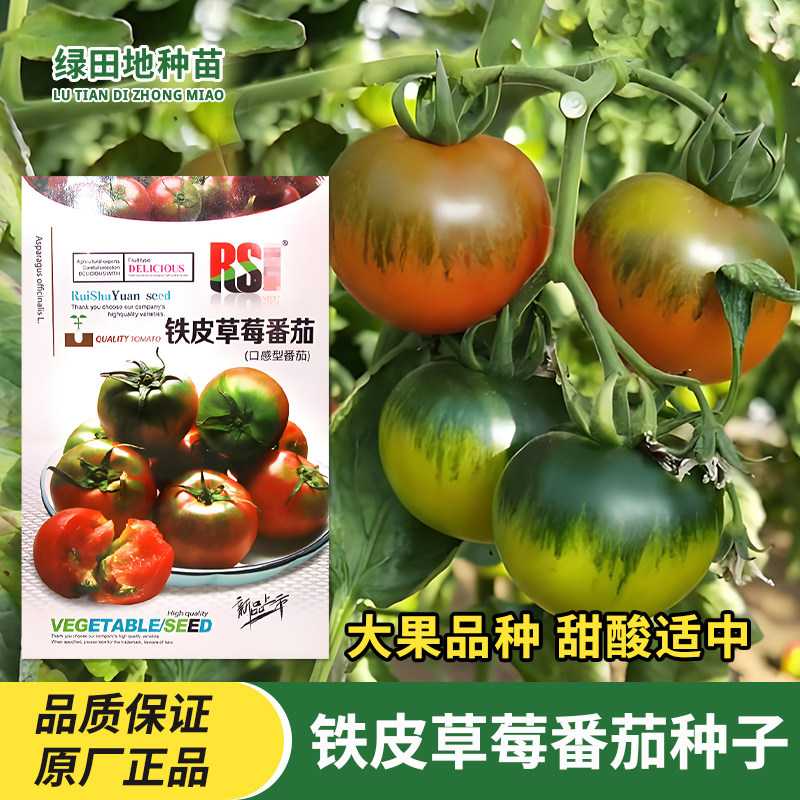 铁皮草莓水果番茄种子