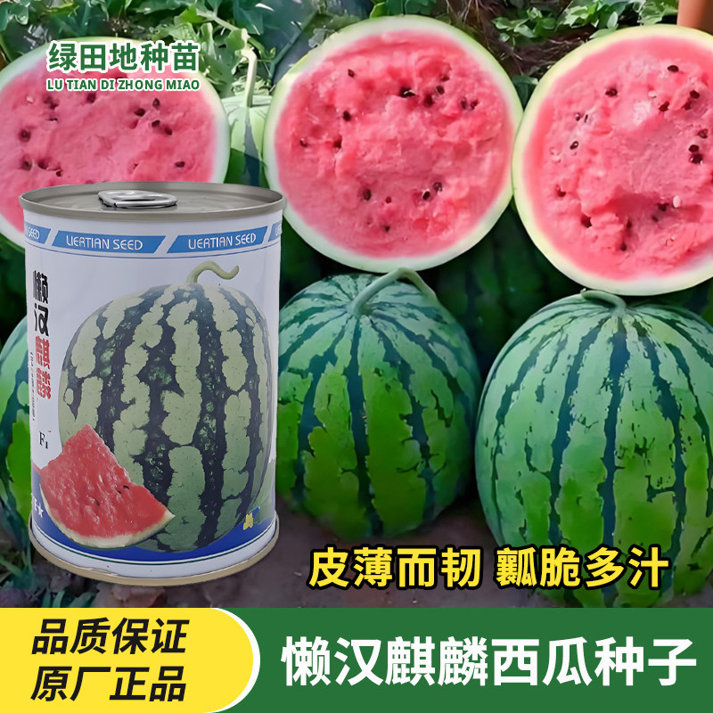 懒汉麒麟西瓜种子汁多红瓤