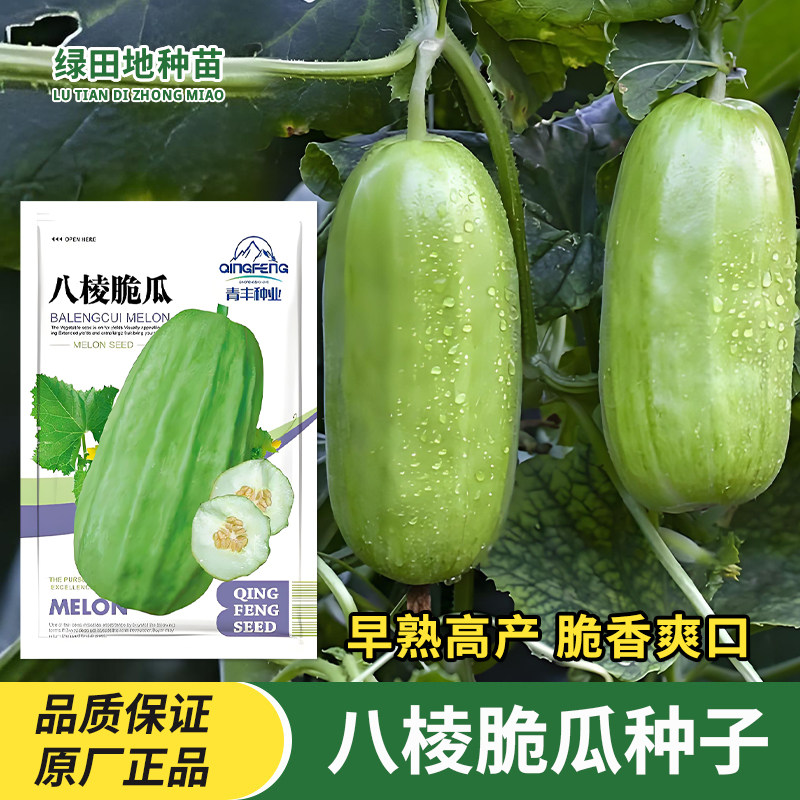 八棱脆瓜种子瓜果蔬菜种子